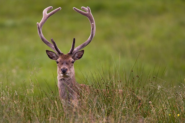Rothirsch Cervus elaphus